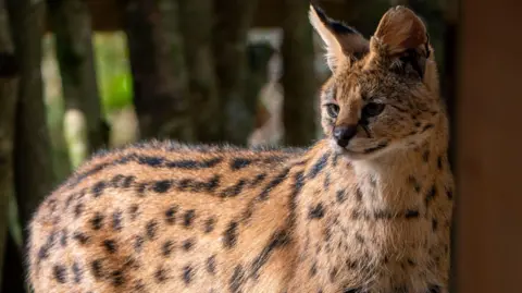 A light brown serval cat with black spotted marking and large ears. She has black markings on her nose and around her eyes and appears alert.