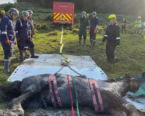 Hampshire and Isle of Wight Fire and Rescue Bon the horse lying on ground 