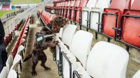 Northamptonshire Police A brown spaniel sniffing in the seating area of the East Stand at Sixfields Stadium.
