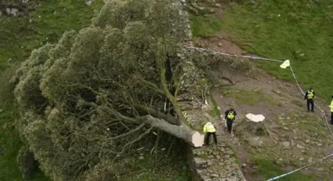 Aerial view of a large sycamore tree lying severed from its stump. It is lying partly over a stone wall and several police officers are nearby looking at it