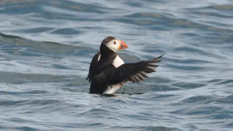 Ben Chapple A puffin stretching its wings as it sits on the water. It has a brightly coloured bill and the sea is calm.