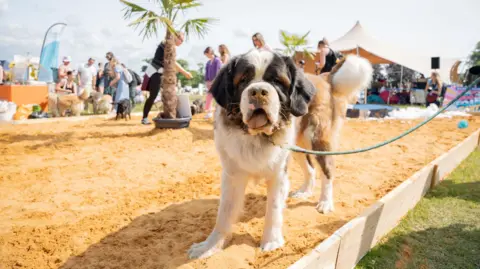Harry Smith a large dog with its mouth open stood on some sand with a palm tree in the background.