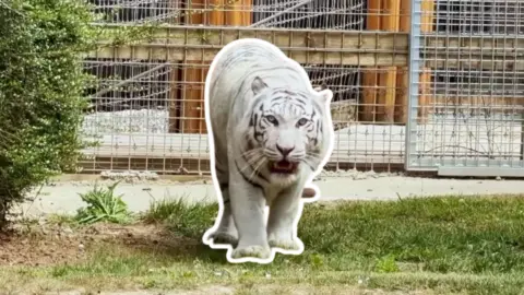 White tiger with dark grey stripe markings stands on grass looking to camera with his mouth open slightly.