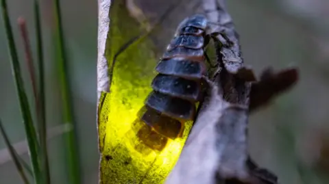 A close up of a female glow worm with a glowing green "light" coming from its lower abdomen. 