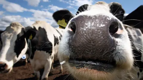 Two cows are pictured, one standing in the background and the other putting its face close up to the camera.