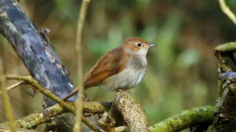 A nightingale - a small bird with a dark beige head, tail and wings and a pale beige belly - sits on a branch among other branches in a woodland. 