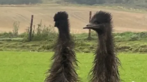 Two emus in the foreground with a field in the background.