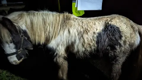 RSPCA Soul the horse. He has a black and white coat, but is very muddy. He is also very skinny, and the outline of his bones can be seen. An RSPCA investigator is stood next to him, wearing a high vis jacket and holding up paperwork. 