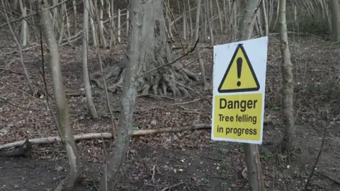 A winter woodland scene with a yellow hazard sign warns that tree felling is underway