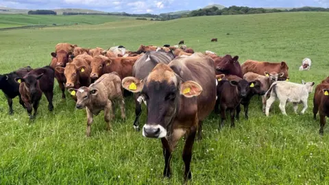 A herd of different coloured cows and calves mostly facing the camera in a small pasture in the Scottish borders.