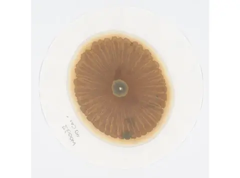 Jude Wall Soil chromatography