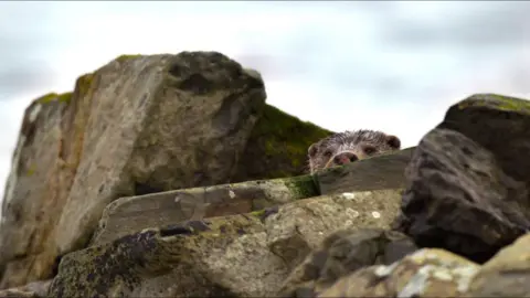 Otter hiding in the rocks in Shetland