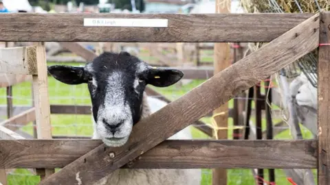Garstang Show A sheep in a pen