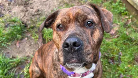 RSPCA Suffolk Central A close-up image of Maisy the Staffordshire Bull Terrier cross breed dog. She has a brindle coat and is looking directly into the camera while wearing a pink and purple collar. She is sitting on some grass. 