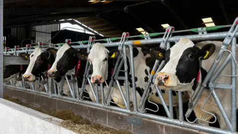 PA Media A row of black and white dairy cows look out from a shed. They are behind a metal fence and are poking their heads through it.