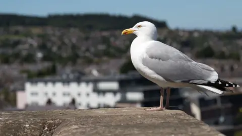 Getty Images A gull sits on a wall in Inverness. The bird has a light gre back and wings and black and white tail feathers. It has an orange beak and one yellow eye is visible because it has been pictured in profile. Just out of focus behind the gull are buildings of Inverness.