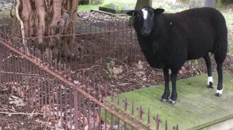 two different types of black sheep looking towards the camera. one is standing on top of a grave has white patches on its head and three of its legs and has short wool. the other has longer hair, is all black and has horns that turn downward,