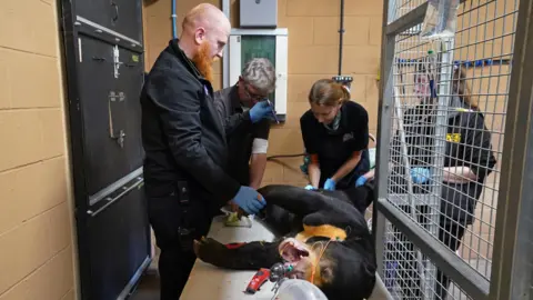 PA Media A bear is lying on a table, apparently sedated for a medical procedure. The bear has a breathing tube inserted and monitoring equipment attached, including wires and a mask near its head. Several people wearing gloves are positioned around the animal, appearing to perform or assist with the examination or treatment. There is the side of a metal cage on the right. 
