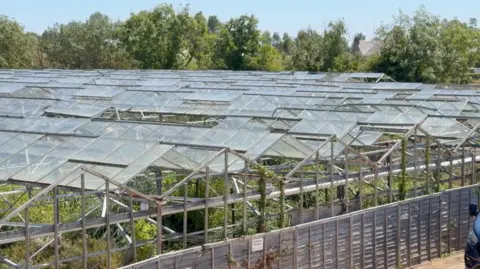 A picture of derelict glass houses on a farm in St Clement. 