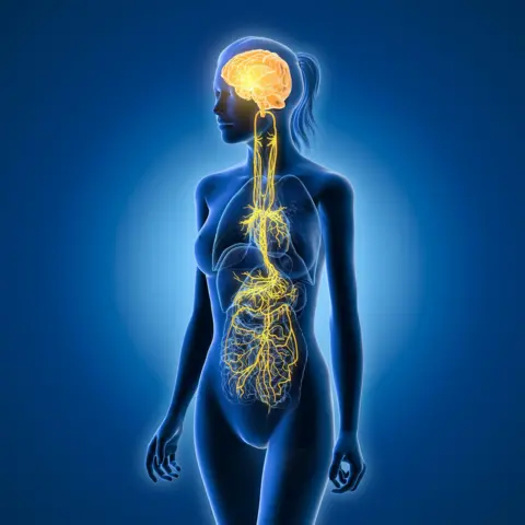 Alamy Illustration showing brain and active vagus nerve (tenth cranial nerve or CN X) und human organs of a human adult female