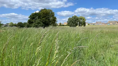 A view from the ground within the grass of meadow-type land with a few trees, housing in the distance on a sunny day