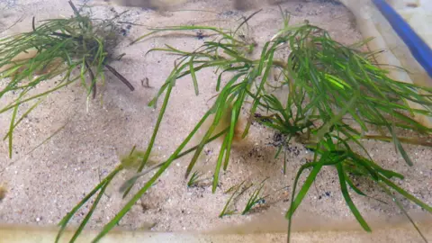 Tees River Trust Seagrass growing