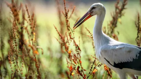 Tom Mason a white stork is surrounded by grassland in the sunshine. 