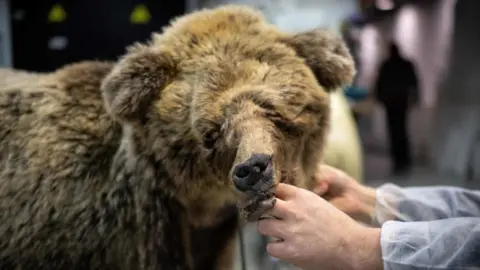 The taxidermized bear, with a rather distorted snout, being worked on by the taxidermist