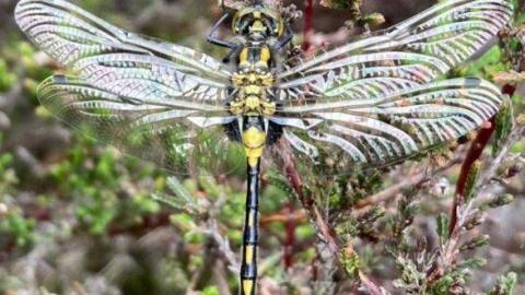 White-faced darter dragonfly