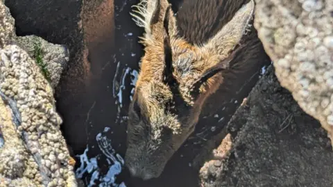 Yvonne Cavill Aerial shot looking down at the trapped deer. The animal is submerged in water. It's head is above the surface of the water. Two antlers are on top of its head. It is surrounded by rocks.
