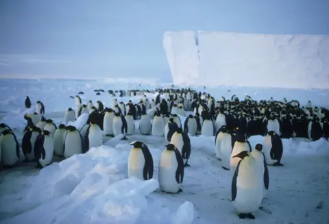 Getty Images La plataforma de hielo Brunt con un gran grupo de pingüinos emperador en primer plano