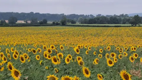 Step Counter / BBC Weather Watchers A field of sunflowers in Bodenham