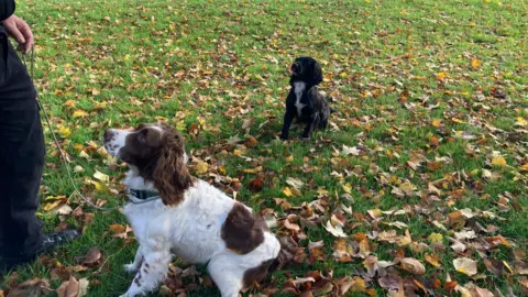 Two small dogs of the same breed staring at their handler, whose hand and leg you can just see on the left. One dog is black and has a white patch on their front. The other is white with brown patches. They both have long ears. They are both sitting on grass that has many brown leaves on it.