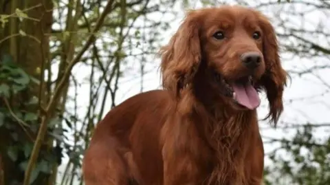 A red cocker spaniel in a wooded area looking off the camera