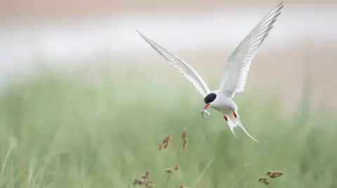 An Arctic tern, with a sand eel in its mouth 