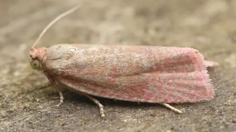 LRWT Roseate Marble Moth was found for the first time at Rutland Nature Reserve during a recording event between 26 and 28 June 2026.