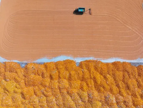 Costfoto/NurPhoto/Shutterstock A farmer dries corn in Liaocheng, China, on October 8, 2024.