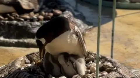 A mother Gentoo penguin sits in a nest with three chicks underneath her at Edinburgh Zoo.