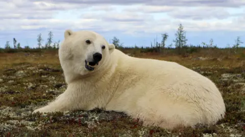 Tyler Ross A polar bear rests on the Arctic tundra in the Hudson Bay