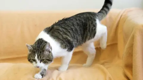 PA Larry walks on a pale yellow sofa looking up at the camera.