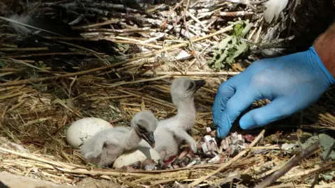 Cotswold Wildlife Park Chicks hatched at the park are fed chopped food.