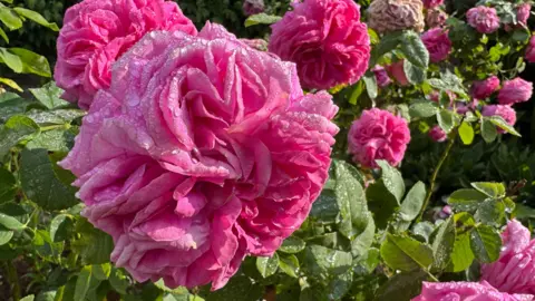 A close-up photo of a pink rose bush in full bloom in the sunshine with water droplets on it in sunshine.  There are green leaves behind.