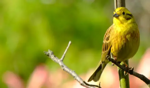 Jim Fanning Yellow bird perched on a branch