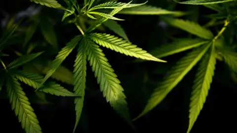 Reuters Medical cannabis plant