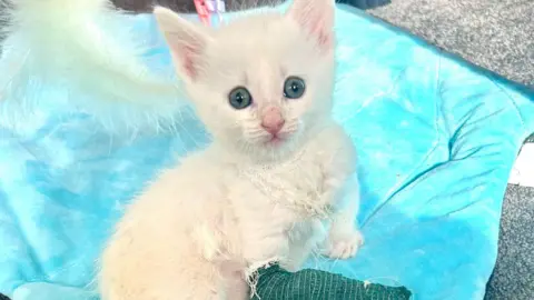 Harrogate Cat Rescue A white kitten with blue eyes and a green cast on one front leg sits on a turquoise blanket.