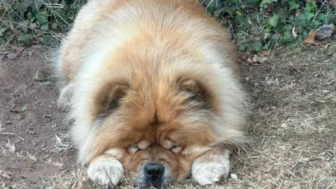 A brown and white dog lying down on a path with its eyes closed.