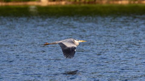 FRIDAY - A heron in flight over water