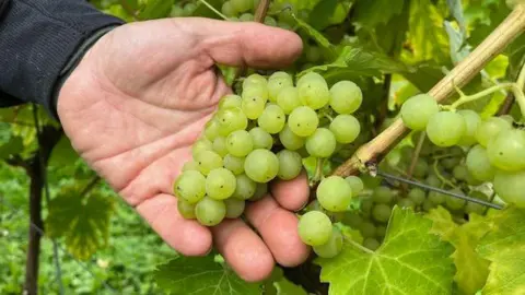 Somebody holding a bunch of green grapes in the palm of their hand. 