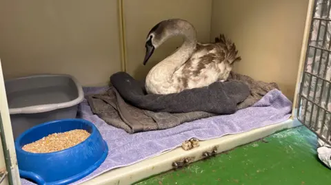 A grey swan cygnet is sitting inside an open cage on grey towels. There is a blue bowl full of grain and a grey tub full of water in the corner.