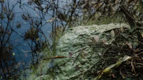 PA Media A large green slurry covers half a body of water. The other half is clearer, yet still murky, leaves and sticks can be seen underwater.